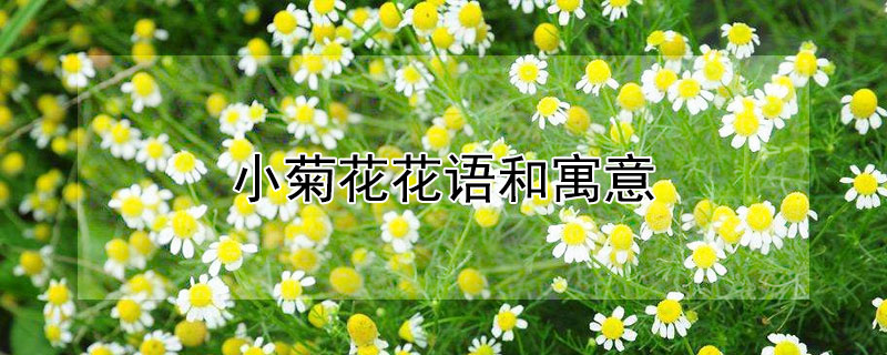 小菊花花语和寓意