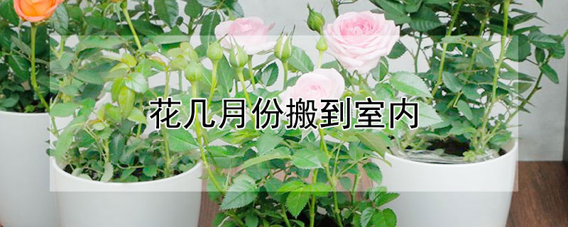 花几月份搬到室内