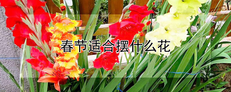 春节适合摆什么花