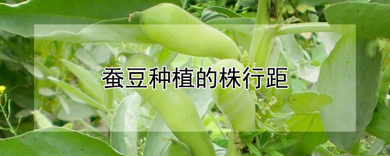 蚕豆种植的株行距