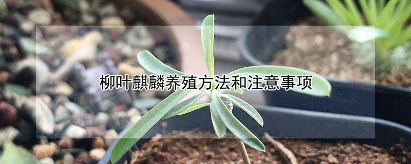 柳叶麒麟养殖方法和注意事项