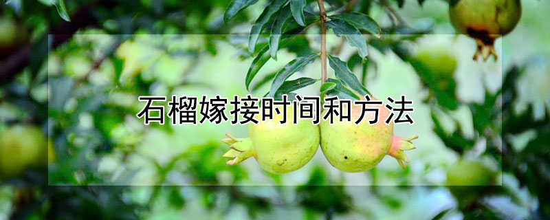 石榴嫁接时间和方法