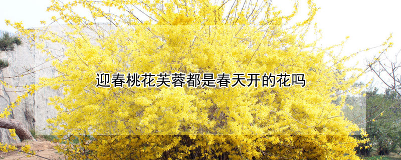 迎春桃花芙蓉都是春天开的花吗