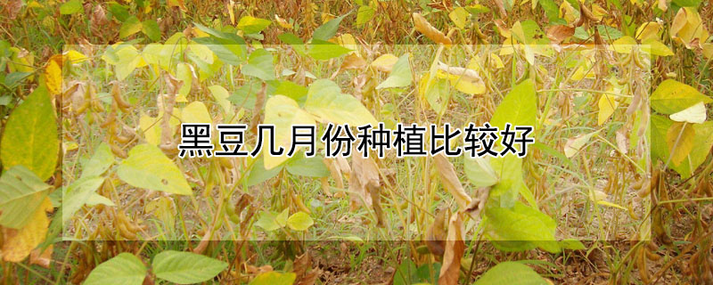 黑豆几月份种植比较好