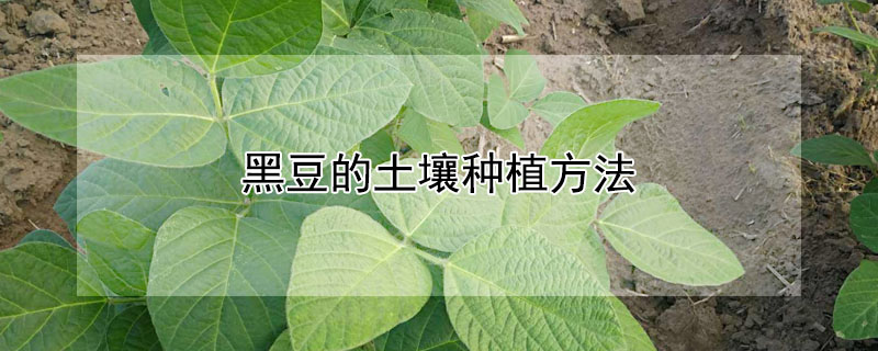 黑豆的土壤种植方法