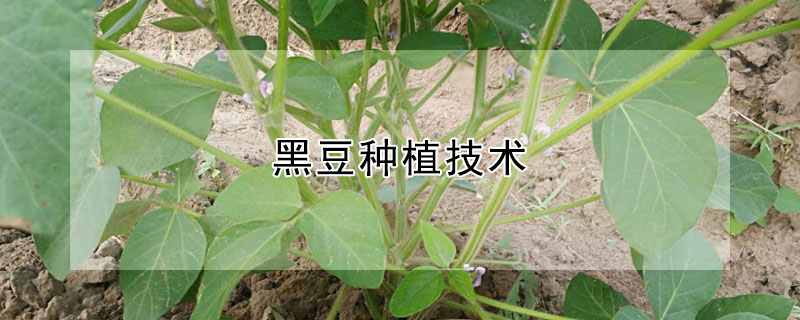 黑豆种植技术