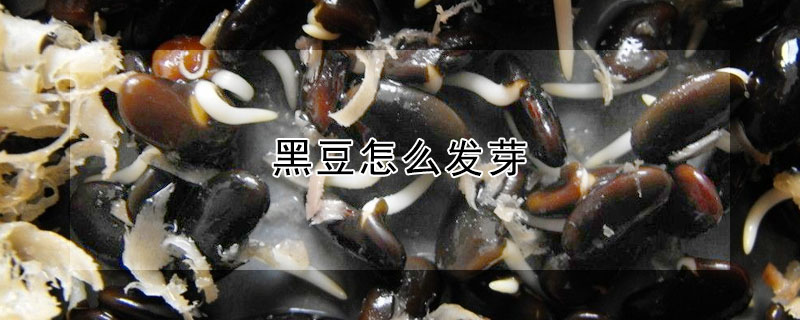 黑豆怎么发芽