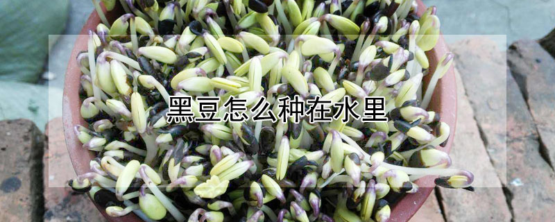 黑豆怎么种在水里