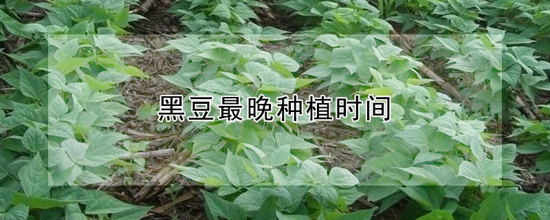 黑豆最晚种植时间