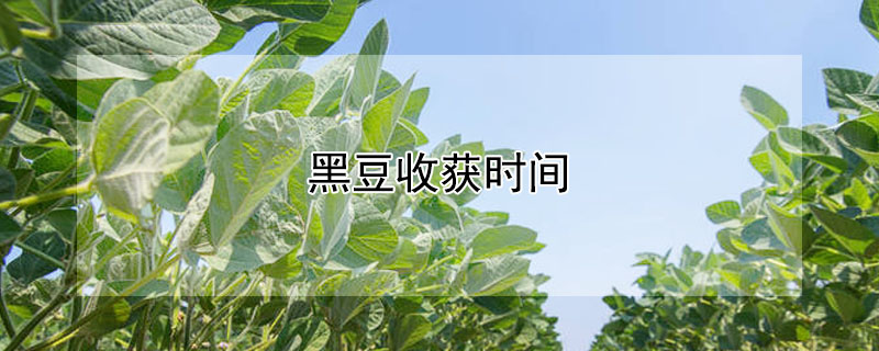 黑豆收获时间