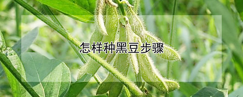 怎样种黑豆步骤