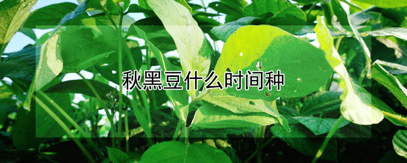 秋黑豆什么时间种 —【发财农业网】