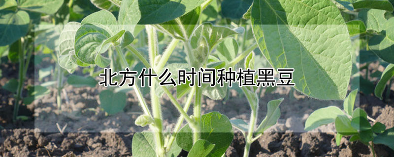 北方什么时间种植黑豆