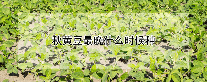 秋黄豆最晚什么时候种 —【发财农业网】