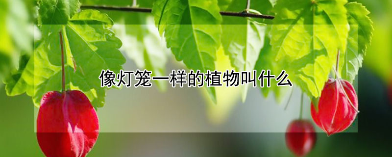 像灯笼一样的植物叫什么