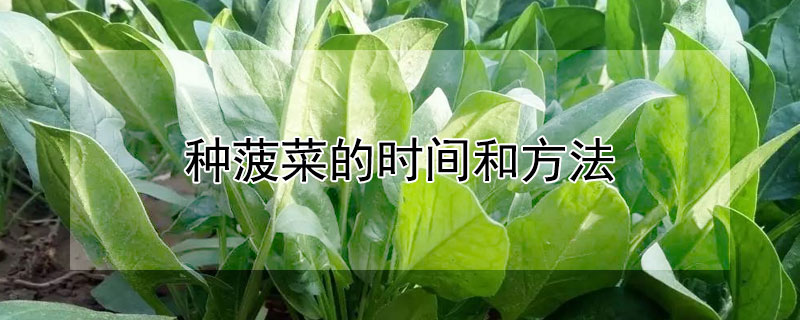 种菠菜的时间和方法