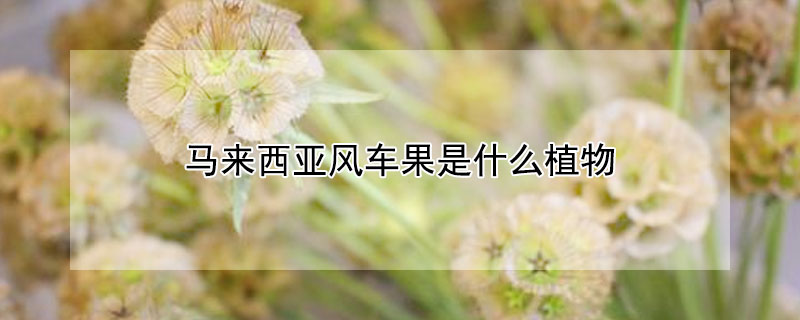 马来西亚风车果是什么植物