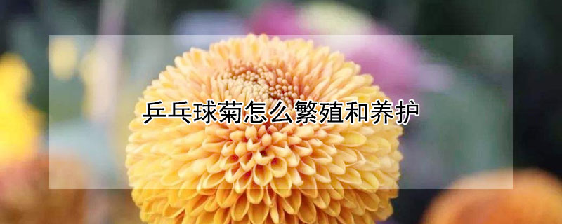 乒乓球菊怎么繁殖和养护