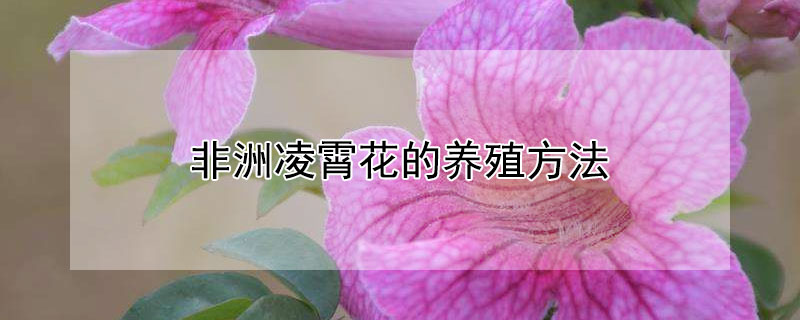 非洲凌霄花的养殖方法