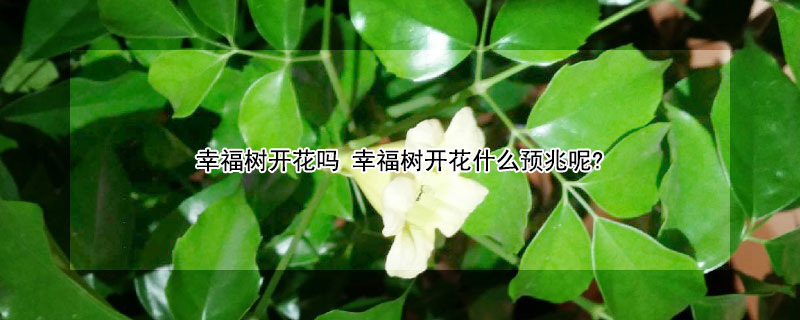 幸福树开花吗 幸福树开花什么预兆呢?