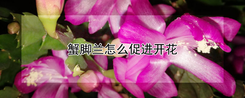 蟹脚兰怎么促进开花