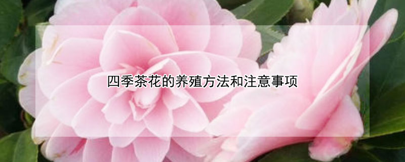 四季茶花的养殖方法和注意事项