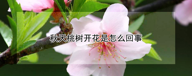 秋天桃树开花是怎么回事