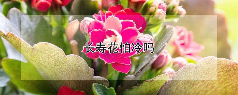 长寿花怕冷吗