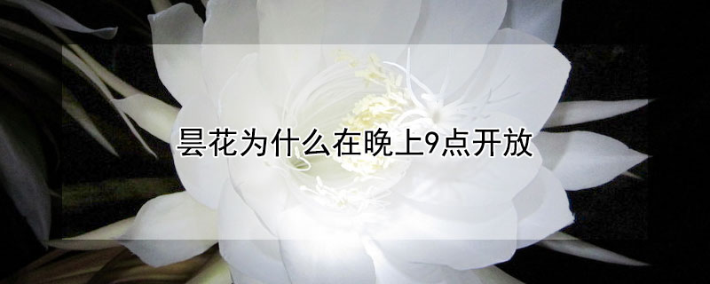 昙花为什么在晚上9点开放