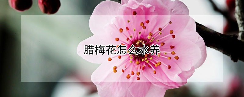 腊梅花怎么水养