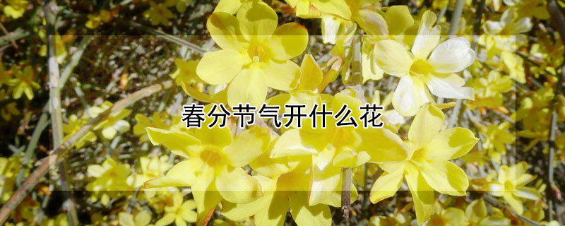 春分节气开什么花