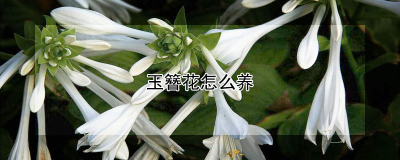 玉簪花怎么养