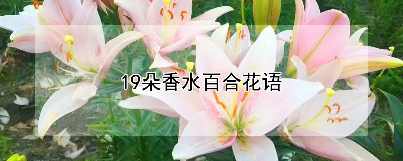 19朵香水百合花语