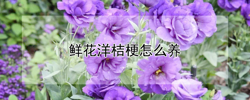 鲜花洋桔梗怎么养