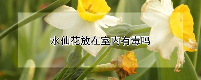 水仙花放在室内有毒吗