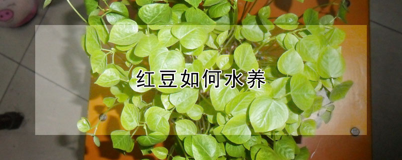 红豆如何水养