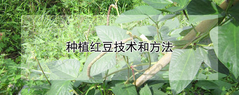 种植红豆技术和方法