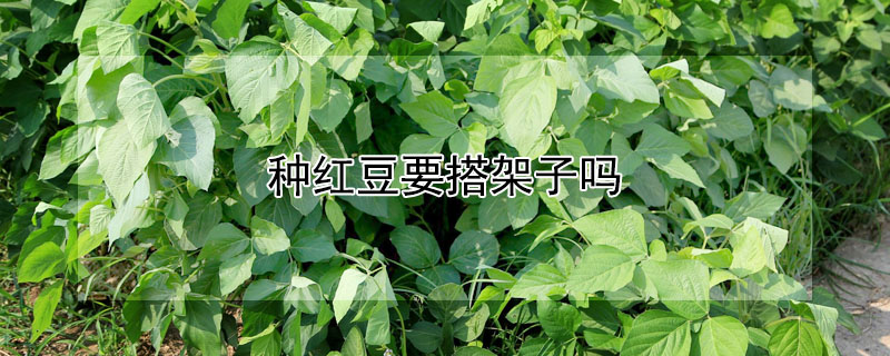 种红豆要搭架子吗