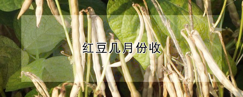 红豆几月份收