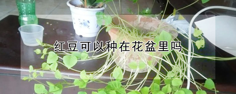 红豆可以种在花盆里吗