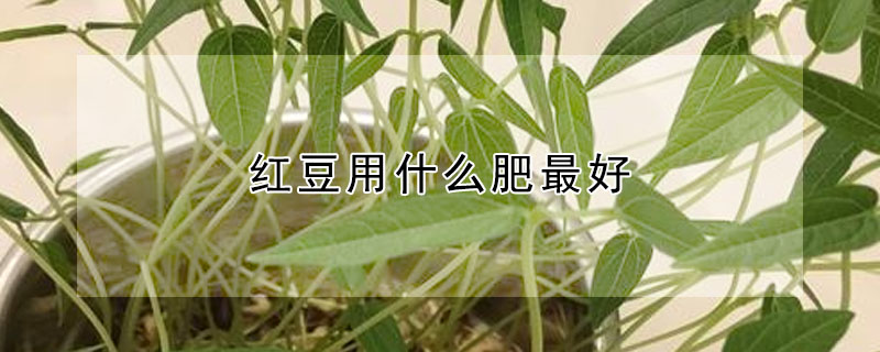 红豆用什么肥最好