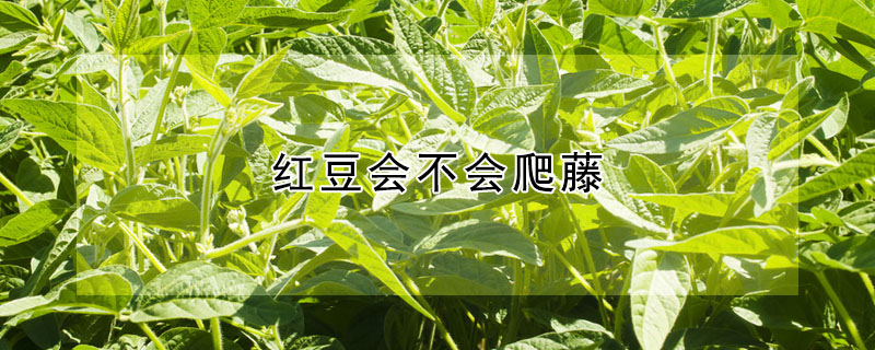 红豆会不会爬藤