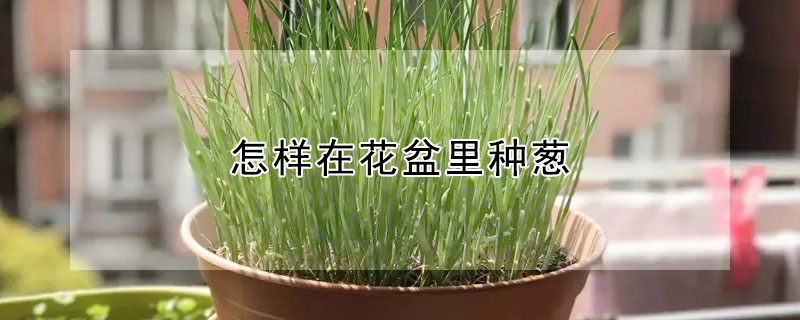 怎样在花盆里种葱