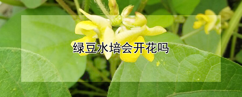 绿豆水培会开花吗