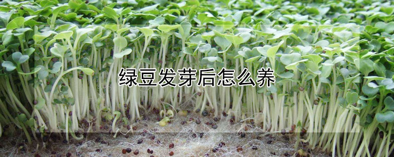 绿豆发芽后怎么养