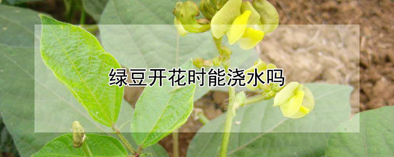 绿豆开花时能浇水吗