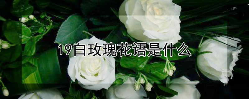 19白玫瑰花语是什么