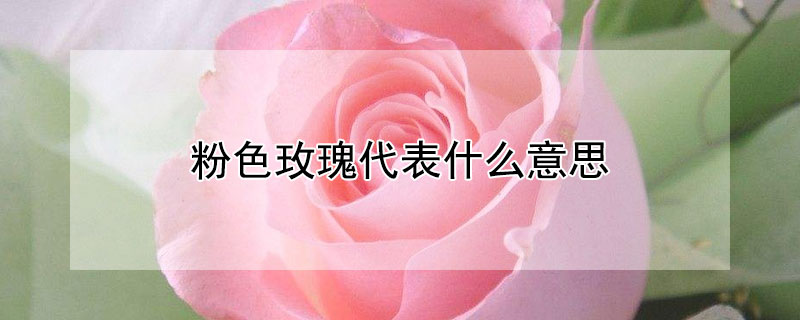 粉色玫瑰代表什么意思