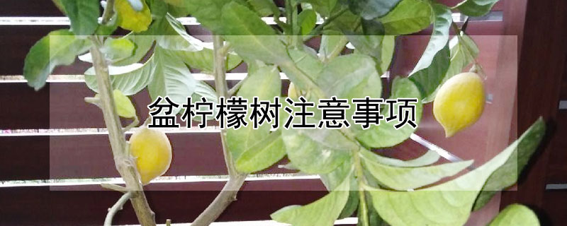 盆柠檬树注意事项