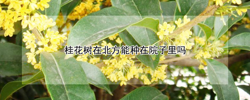 桂花树在北方能种在院子里吗